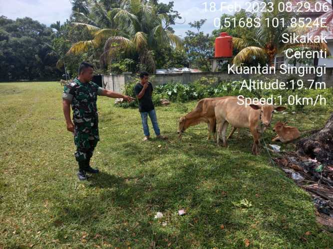 Di Sikakak Kecamatan Cerenti Babinsa Koramil 06/Cerenti Dim 0302/Inhu Cek Langsung Ternak Sapi Warga Untuk Mengetahui Gejala Pmk Pada Ternak