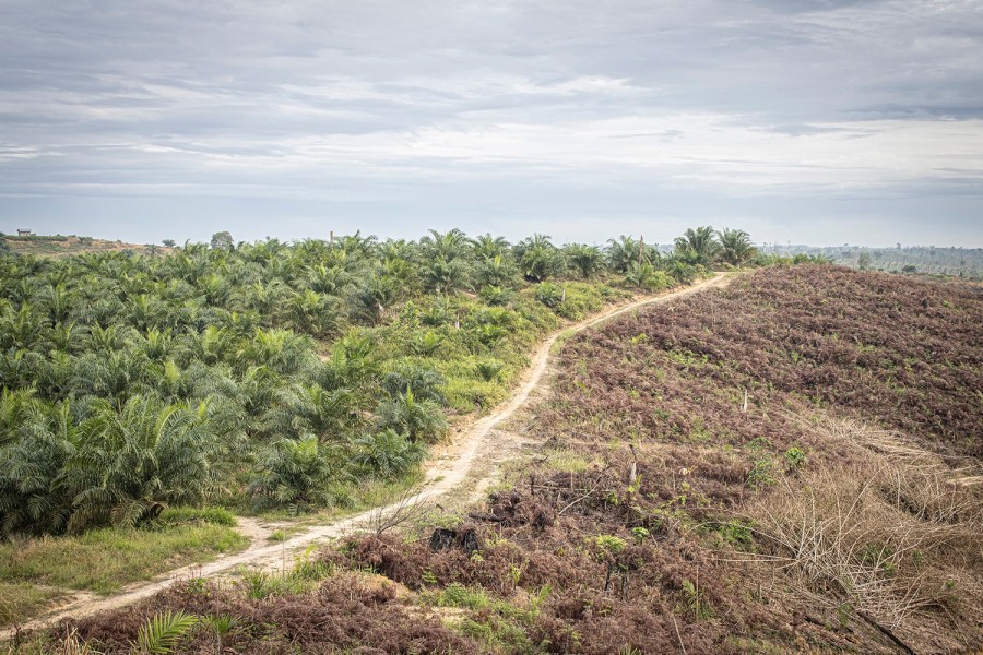 Polda Riau Tangkap Perambah TNTN, Pegiat Lingkungan: Ini Titik Balik Penyelamatan Ekosistem