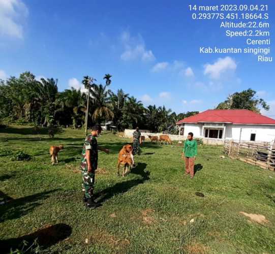 Babinsa Koramil 06/Cerenti Kodim 0302/Inhu Mengantisipasi Penularan Penyakit Mulut Dan Kaki (PMK) Sapi Di Desa Ketaping Jaya Kecamatan Inuman Kabupaten Kuansing