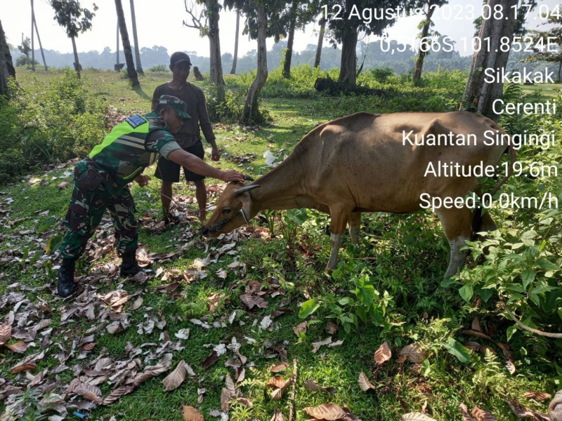 Babinsa Koramil 06/Cerenti Kodim 0302/Inhu Kopda Irwan Turun Kelokasi Peternak Sapi Antisipasi PMK