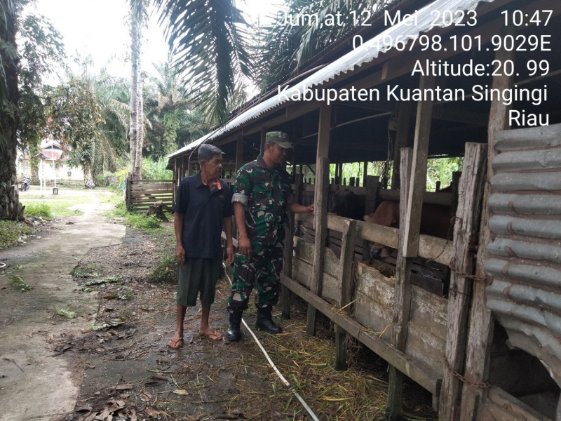 Babinsa Koramil 06/Cerenti Kodim 0302/Inhu Mengantisipasi Penularan Penyakit Mulut Dan Kaki (PMK) Sapi di Koto Cerenti