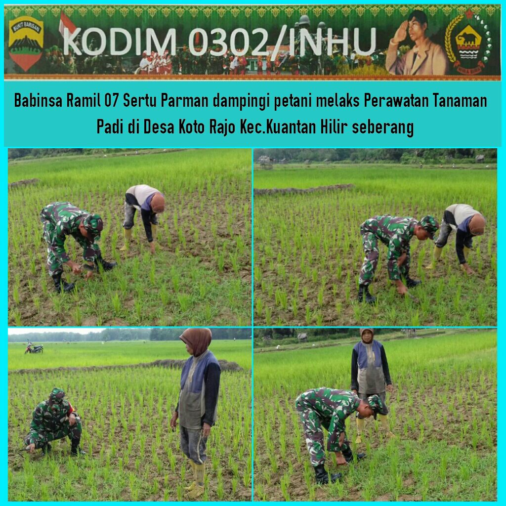 Demi Hasil Pertanian Yang Maksimal,Sertu Parman Mendampingi Petani Dalam Merawat Tanaman Padi Di Desa Koto Rajo.