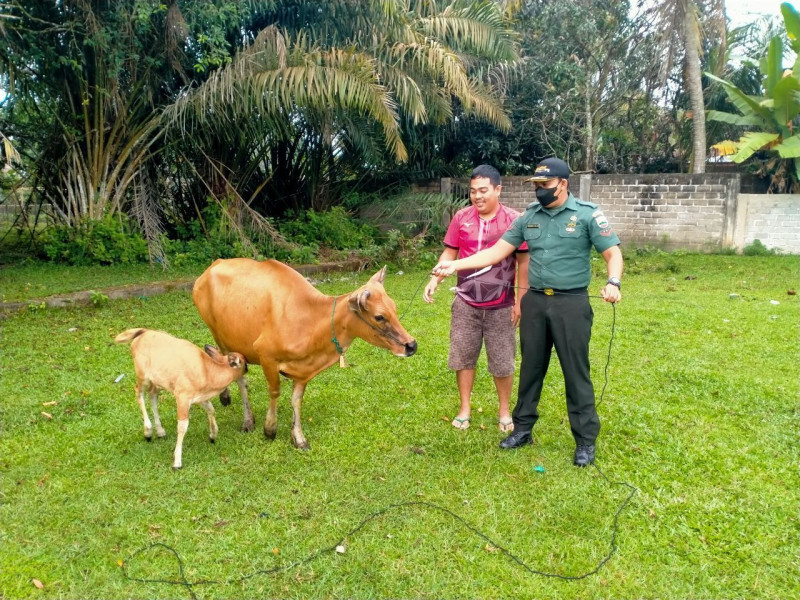 Mengantisipasi PMK Babinsa Koramil 06/Cerenti Kodim 0302/Inhu Kopda M. Soleh Cek Sapi Warga Binaan Didesa Binaan