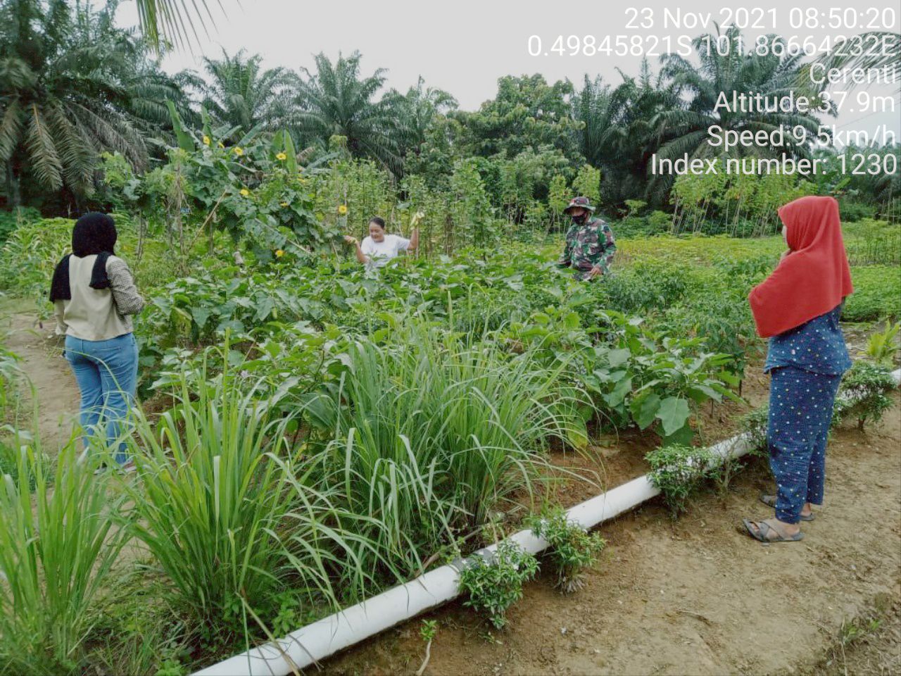 Babinsa Koramil 06/Cerenti Kodim 0302/Inhu Desa Pulau Panjang Cerenti Ikut Serta Melaksanakan Penanaman Terong