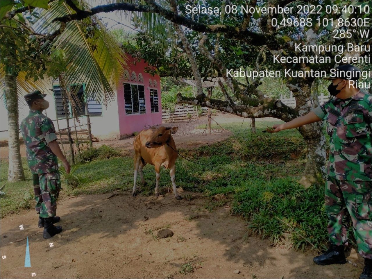Babinsa Koramil 06/Cerenti Kodim 0302/Inhu Mengantisipasi Penularan Penyakit Mulut Dan Kaki (PMK) Sapi di Desa Kampung Baru 