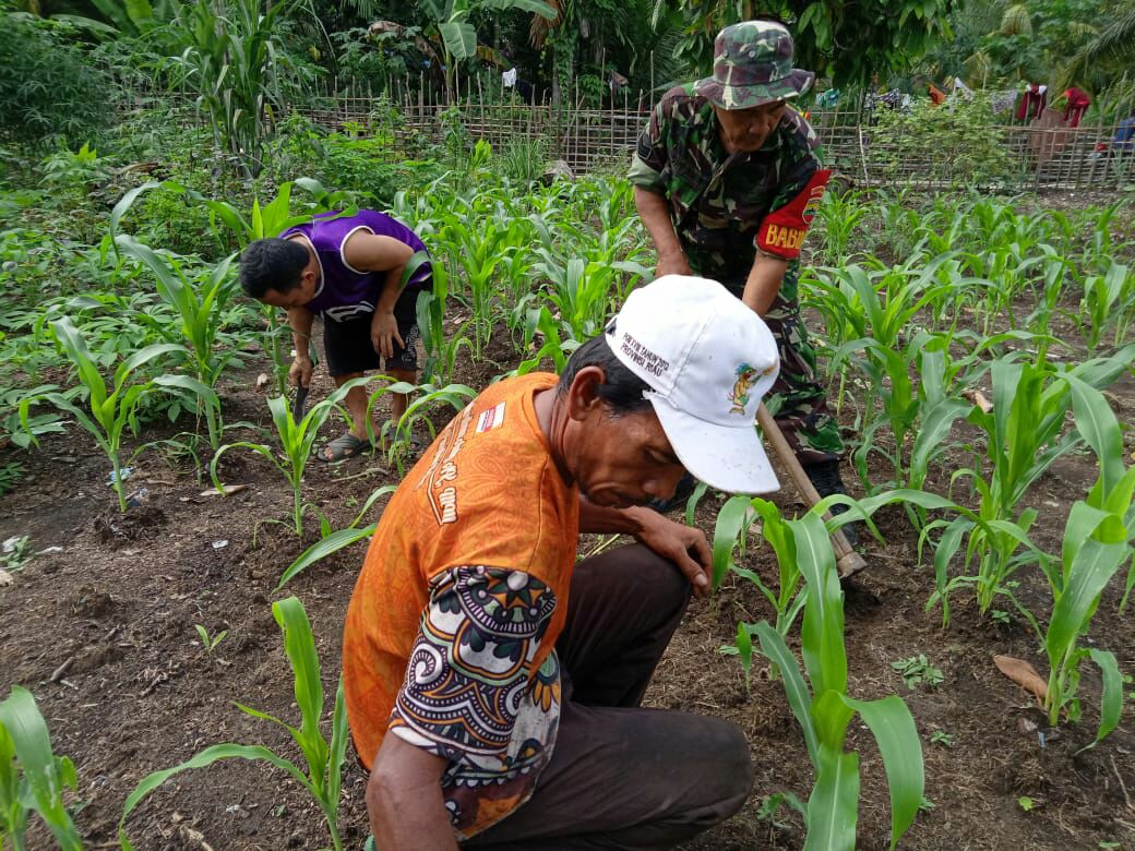 Tingkatkan Hasil Panen Babinsa Bantu Petani Membersihkan Gulma Pada Tanaman Jagung.