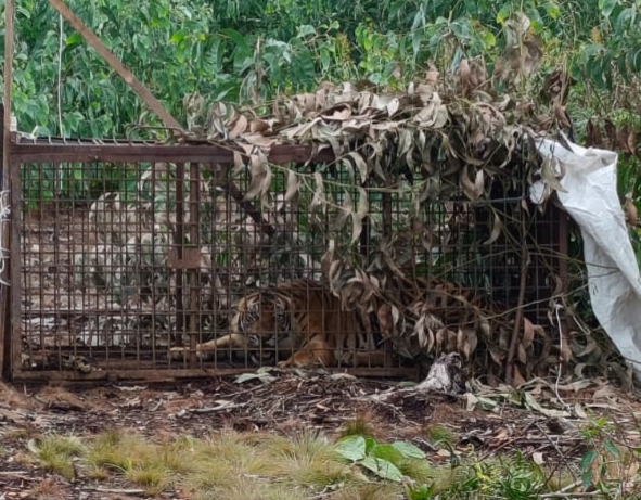 Masuk Box Trap, Harimau Sumatera Diduga Serang Pekerja Diperiksa DNA