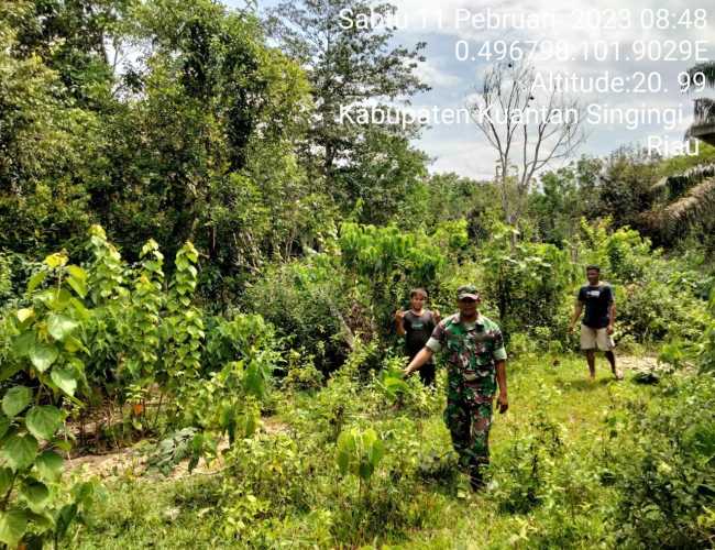 Babinsa Koramil 06/Cerenti Kodim 0302/Inhu Laksanakan Patroli Untuk Cegah Kebakaran Hutan Dan Lahan di Desa Kompe Berangin