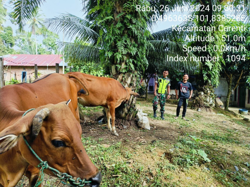 Babinsa Koramil 06/Cerenti Kodim 0302/Inhu Serda Jama Anur Cek Ternak Warga Antisipasi PMK Di Kecamatan Cerenti Kabupaten Kuansing 