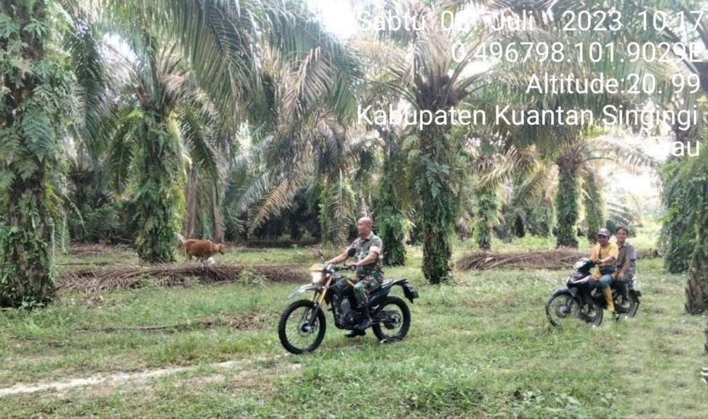 Di Desa Koto Cerenti Kecamatan Cerenti Babinsa Koramil 06/Cerenti Kodim 0302/Inhu Cek Hewan Ternak Sapi Warga Antisipasi Penularan Penyakit Mulut Dan Kaki (PMK) Sapi