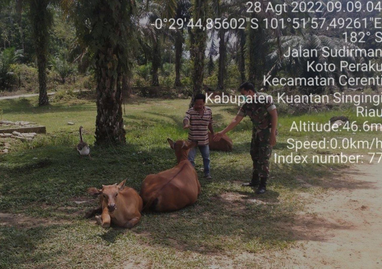 Babinsa Koramil 06/Cerenti Kodim 0302/Inhu,Kopda Mohammad Soleh Mengantisipasi Penularan Penyakit Mulut Dan Kaki (PMK) Sapi di Wilayah Teritorialnya