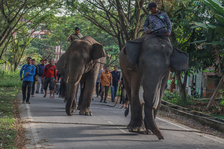 Tersesat di Permukiman Warga Tenaya Raya, Gajah Sumatera Liar Berhasil Dievakuasi