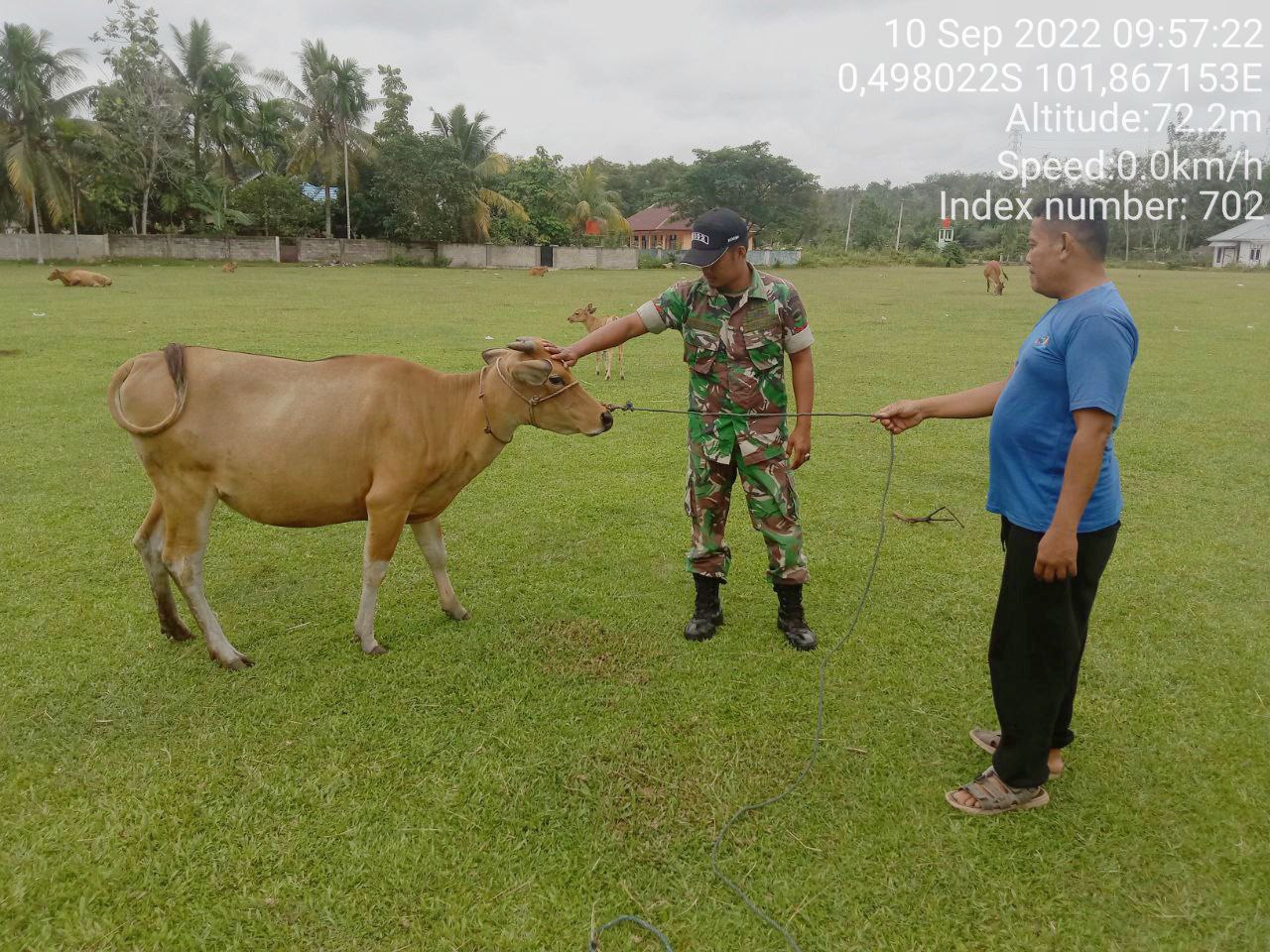 Antisipasi PMK Babinsa Koramil 06/Cerenti Kodim 0302/Inhu Cek Sapi Warga Binaan di Desa Kampung Baru Koto