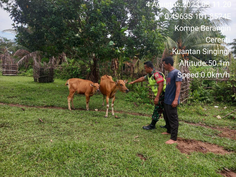 Babinsa Koramil 06/Cerenti Kodim 0302/Inhu Kopda Irwan Cek Ternak Sapi Warga Antisipasi  Penyakit Mulut Kuku (PMK) di Wilayah Teritorialnya Kecamatan Cerenti