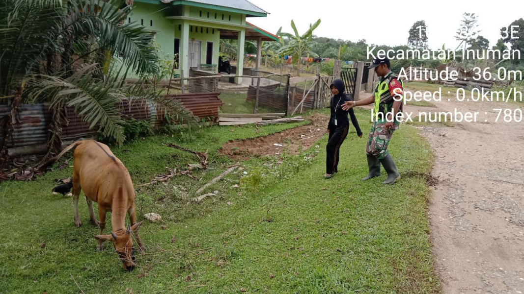 Di Desa Koto Inuman Kecamatan Inuman Kopda Junedi Babinsa Koramil 06/Cerenti Kodim 0302/Inhu Cek Sapi Warga Antisipasi PMK
