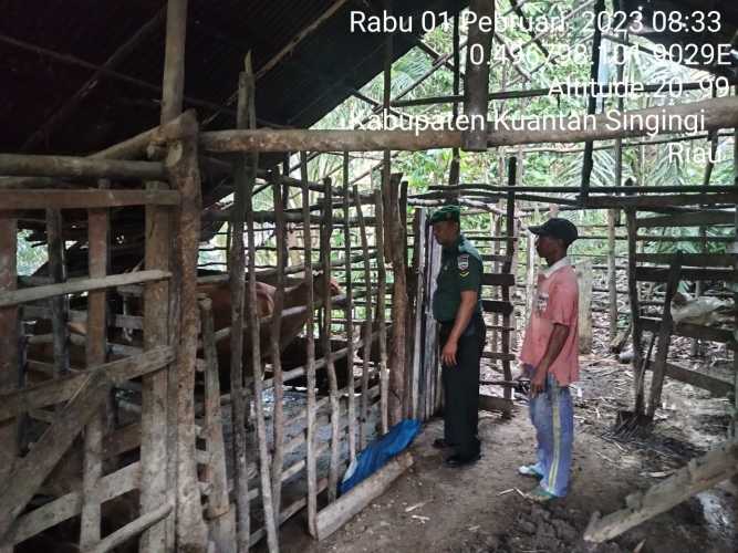 Anggota Koramil 06/Cerenti Kodim 0302/Inhu Mengantisipasi Penularan Penyakit Mulut Dan Kaki Sapi di Desa Koto Inuman Kecamatan Inuman 