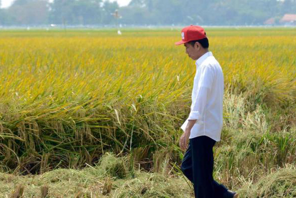 Demokrat: Jokowi Janji Jadikan Indonesia Lumbung Pangan dalam 3 Tahun, Ini Sudah Tahun Keempat