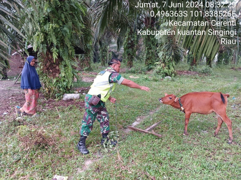Anggota Babinsa Koramil 06/ Cerenti Kodim 0302/Inhu  Cek Ternak Warga Antisipasi PMK