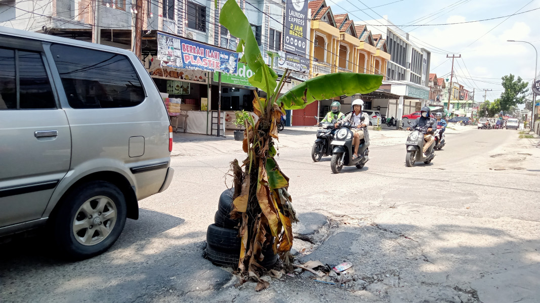 Bahayakan Pengendara, Warga Tanam Pohon Pisang di Jalan Paus Yang Berlubang