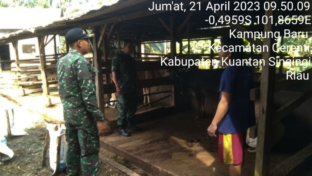 Babinsa Koramil 06/Cerenti Kodim 0302/Inhu Kopda Mohamad Soleh Bersama Anggota Lainnya Tinjau Sapi Warga Binaan Mengantisipasi Penularan Penyakit Mulut Dan Kaki Sapi Di Wilayah Kecamatan Cerenti