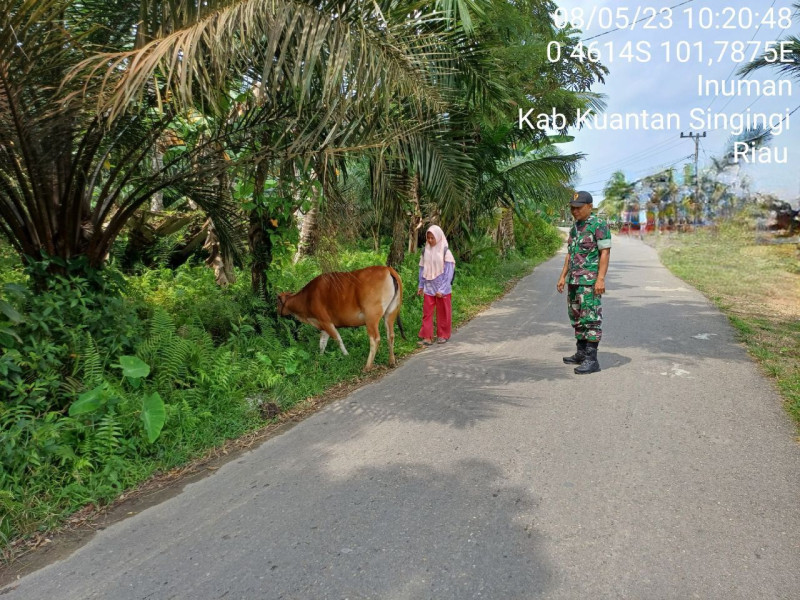 Di Desa Bedeng Sikuran, Babinsa Koramil 06/Cerenti Kodim 0302/Inhu Mengantisipasi Penularan Penyakit Mulut Dan Kaki (PMK) Sapi