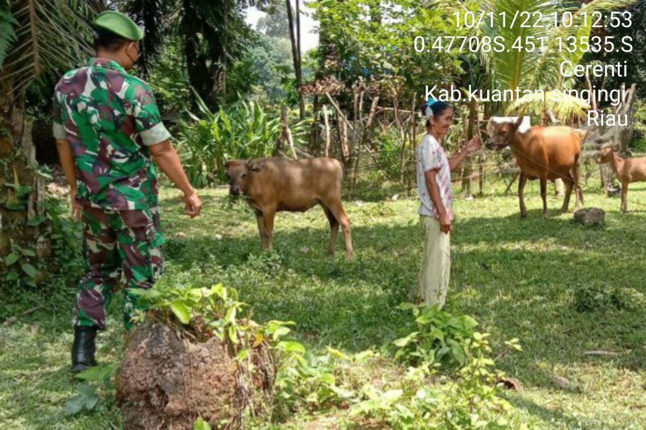 Babinsa Koramil 06/Cerenti Kodim 0302/Inhu Mengantisipasi Penularan Penyakit Mulut Dan Kaki (PMK) SAPI di Desa Sikakak Kecamatan Cerenti  Kabupaten Kuansing