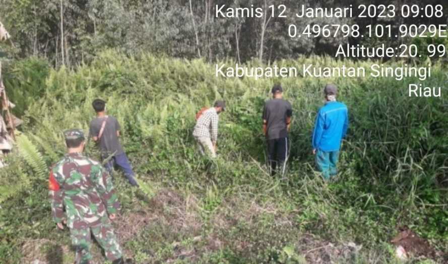Sebagai Upaya Antisipasi Karhutla Babinsa Koramil 06/Cerenti Kodim 0302/Inhu Laksanakan Patroli Untuk Cegah Kebakaran Hutan Dan Lahan