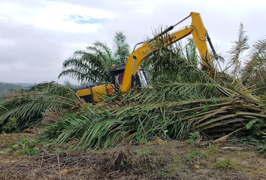 Perambahan TNTN Masih Marak, Pengamat Desak Pemerintah Bertindak Tegas