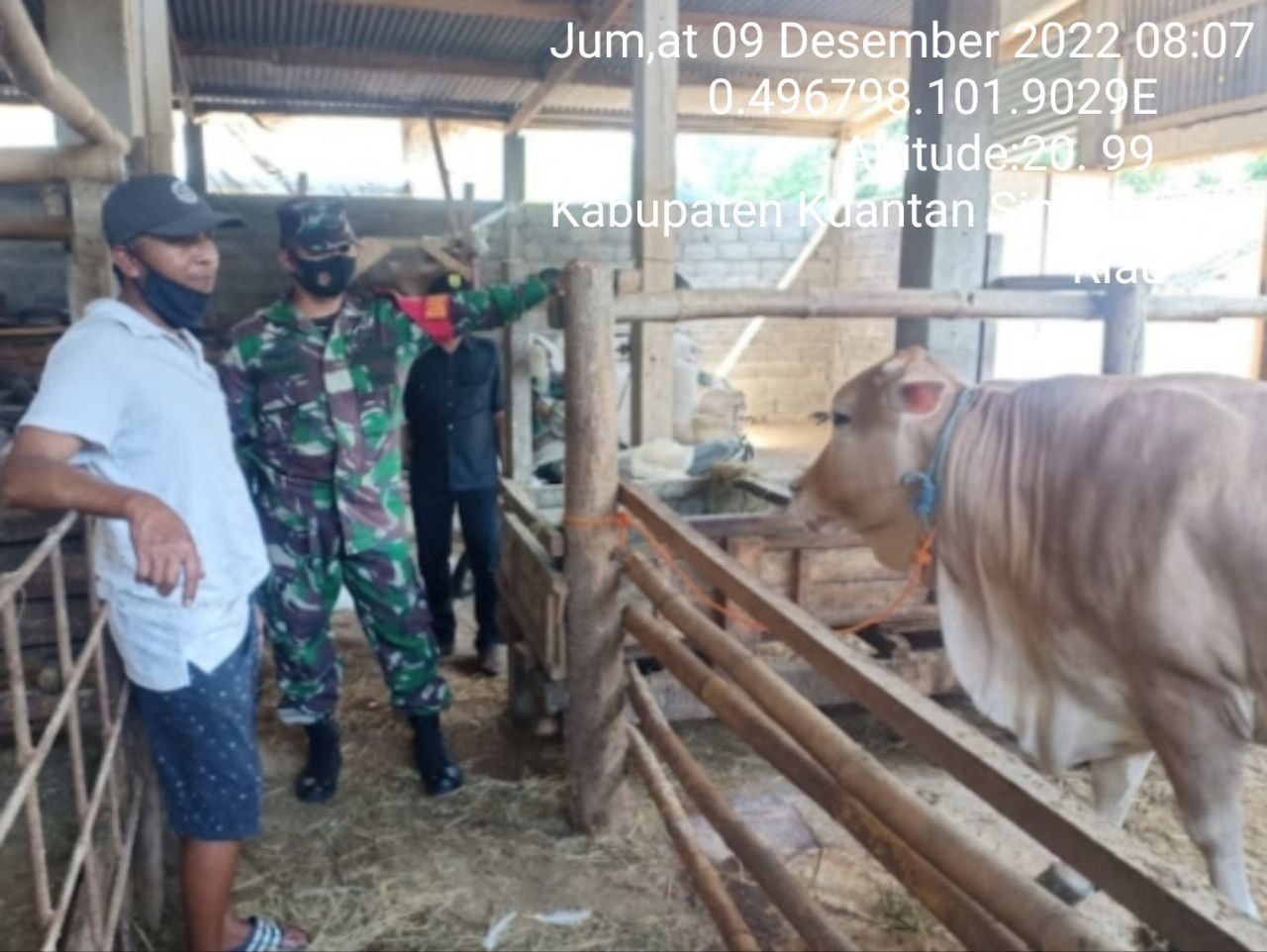 Babinsa Koramil 06/Cerenti Kodim 0302/Inhu,Serda Juanda Mengantisipasi Penularan Penyakit Mulut Dan Kaki (PMK) Sapi di Wilayah Binaan 