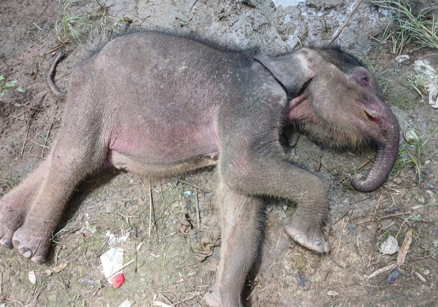 Anak Gajah Sumatera Hasil Evakuasi BBKSDA Riau Mati Setelah Lima Pekan Perawatan