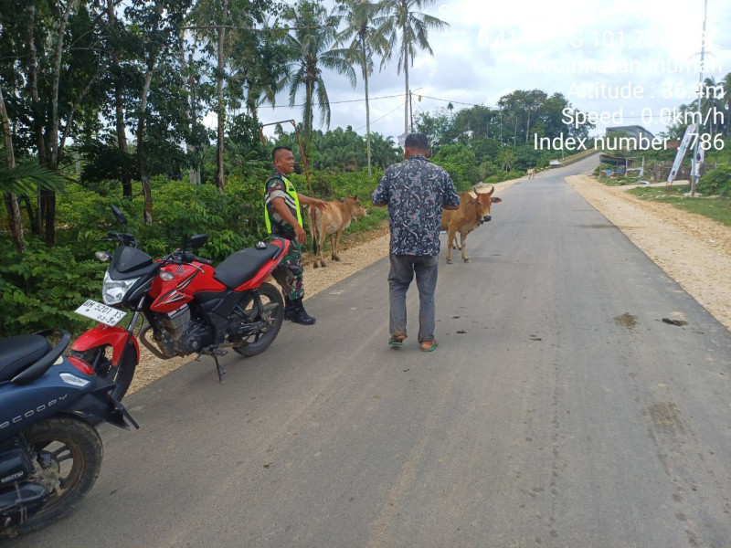 Antisipasi PMK Kopda Irwan Babinsa Koramil 06/Cerenti Kodim 0302/Inhu Cek Sapi Warga di Desa Banjar Nantigo Kecamatan Inuman