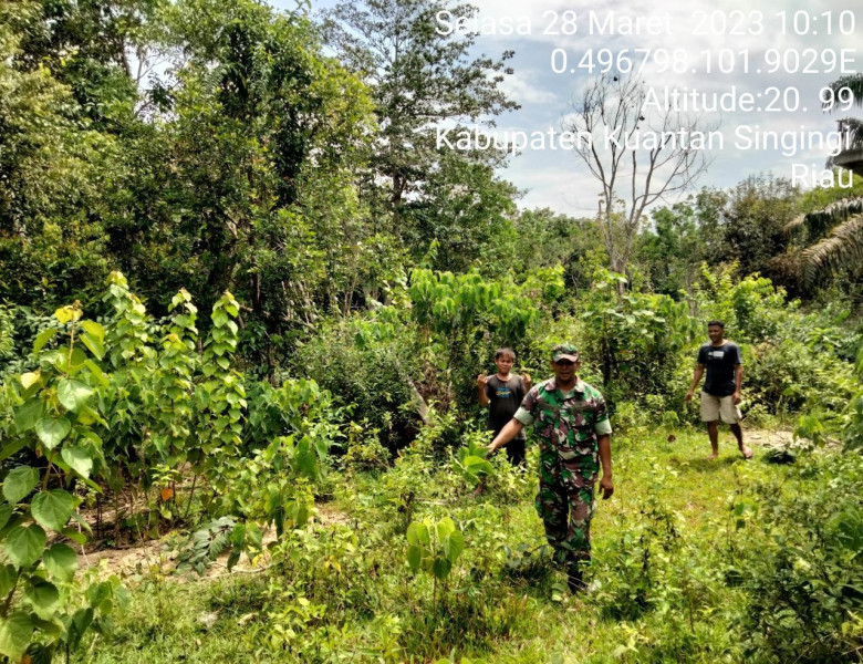 Babinsa Koramil 06/Cerenti Kodim 0302/Inhu Laksanakan Patroli Untuk Cegah Kebakaran Hutan Dan Lahan di Wilayah Teritorialnya