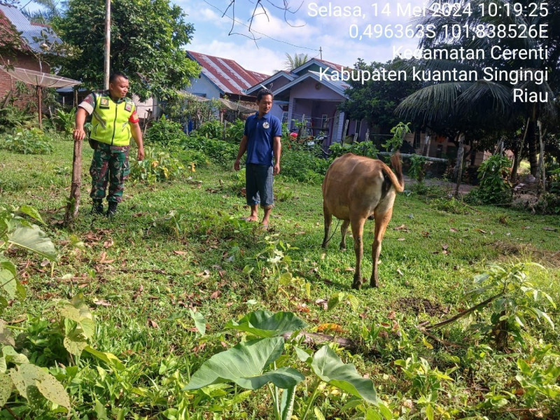 Babinsa Koramil 06/ Cerenti Kodim 0302/Inhu di Desa Tanjung Medan Kecamatan Cerenti  Cek Ternak Warga  Antisipasi PMK