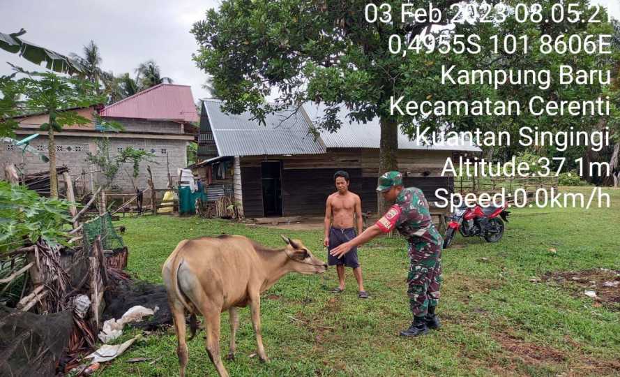 Cek Kondisi Ternak Warga Dari Wabah PMK, Babinsa Koramil 06/Cerenti Dim 0302/Inhu Datangi Langsung Peternak Dan Hewan Peliharaan Kelokasi