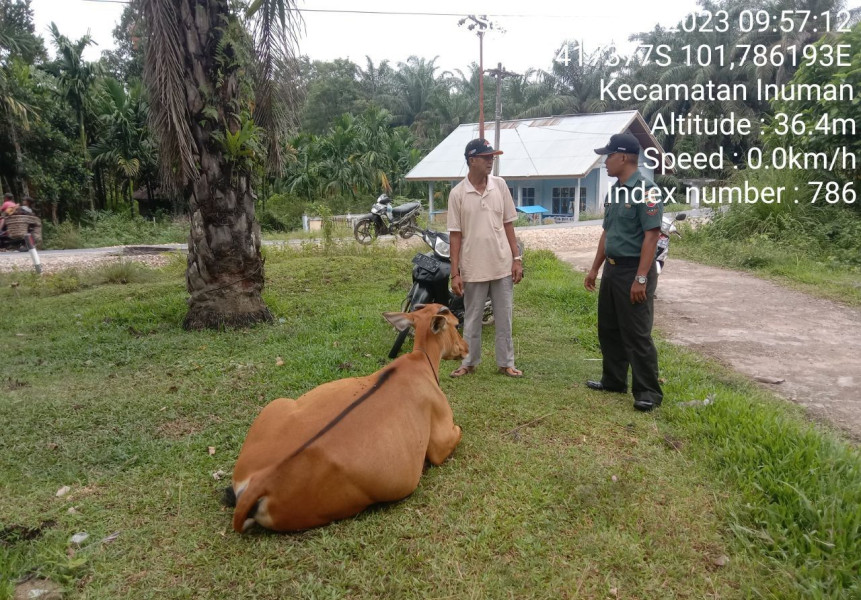 Laksanakan Pemantauan PMK Hewan Ternak Sapi, Kopda Junedi Babinsa Koramil 06/Cerenti Kodim 0302/Inhu Cek Sapi Warga
