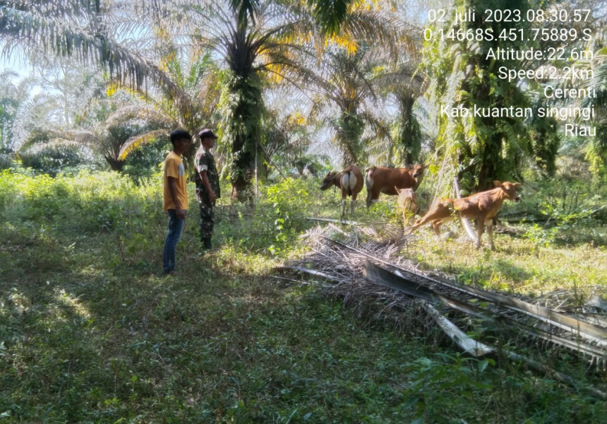 Babinsa Koramil 06/Cerenti Kodim 0302/Inhu Mengantisipasi Penularan Penyakit Mulut Dan Kaki (PMK) Sapi Di Desa Teritorialnya