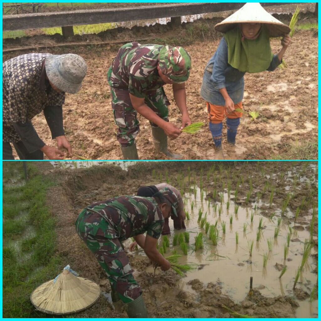 Babinsa Koramil 07/KH Dim 0302/INHU Bantu Petani Menanam Padi Di Areal Pertanian Desa Pulau Kijang.