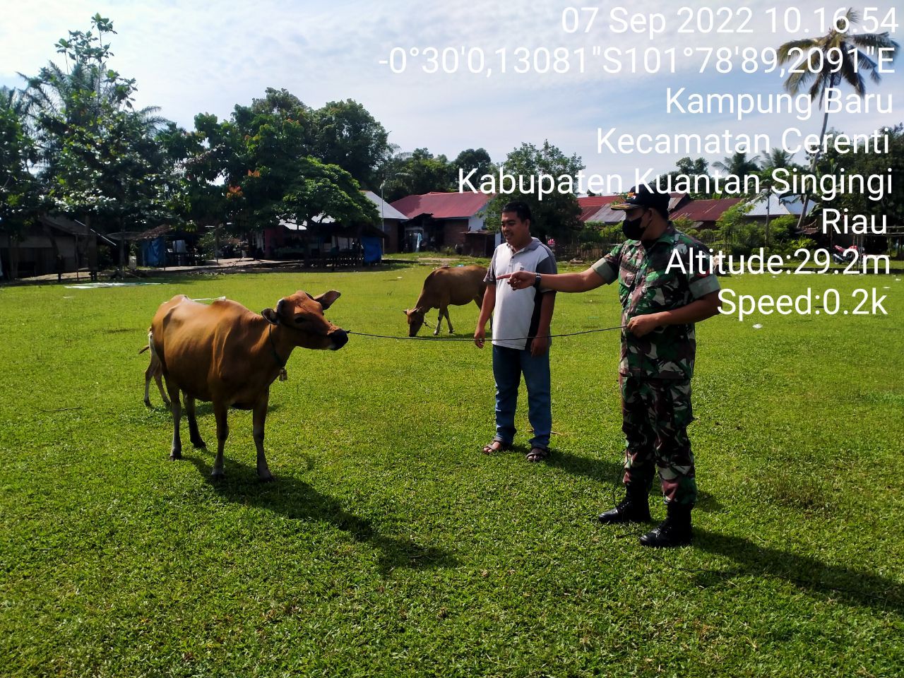 Di Desa Kampung Baru, Babinsa Koramil 06/Cerenti Kodim 0302/Inhu Mengantisipasi Penularan Penyakit Mulut Dan Kaki (PMK) Sapi  di Desa Kampung Baru Cerenti
