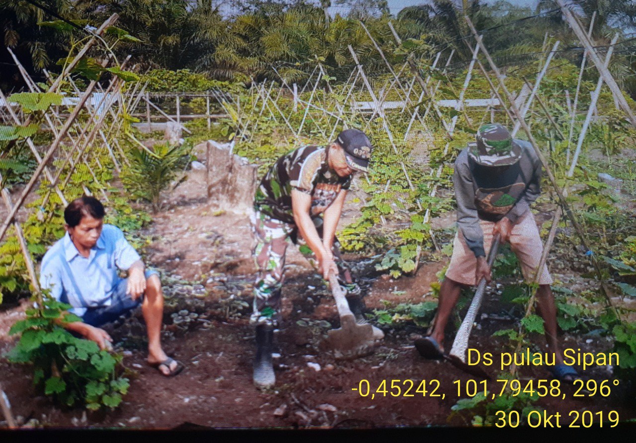 Anggota Koramil Cerenti Sertu Efison Membantu Petani Membersihkan Gulma Di Desa Pulau Sipan.