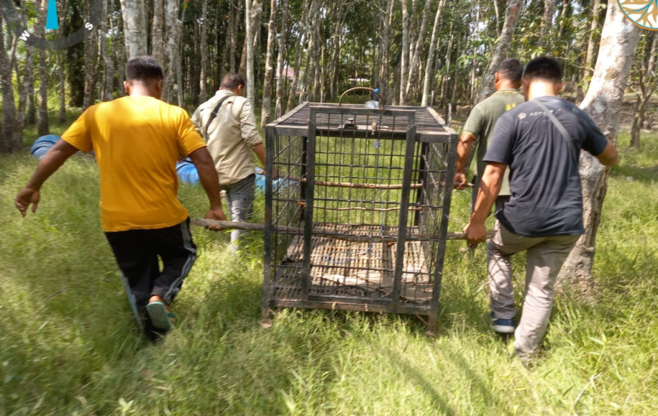 Beruang Madu Mangsa Ternak Warga di Pelalawan, BBKSDA Riau Pasang Perangkap