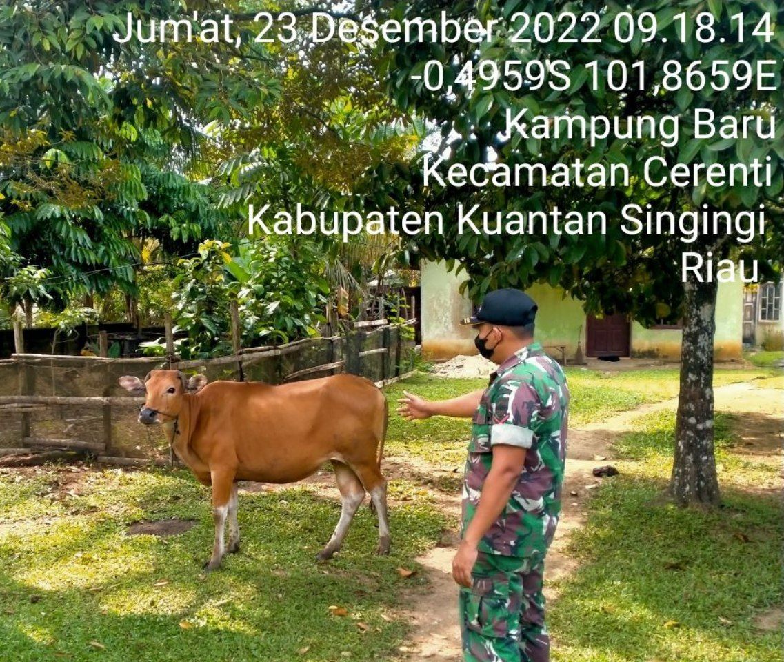 Babinsa Babinsa Koramil 06 /Cerenti Kodim 0302/ Inhu Rutin Mengantisipasi Penularan Penyakit Mulut Dam Kaki (PMK) Cek Sapi Warga Desa Binaan Yaitu Desa Kampung Baru 