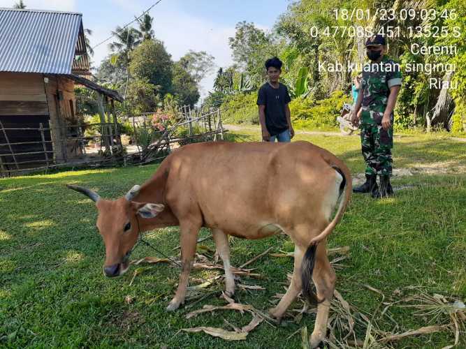 Anggota Koramil 06/Cerenti Kodim 0302/Inhu Mengantisipasi Penularan Penyakit Mulut Dan Kaki (PMK) Sapi di Kelurahan Koto Peraku Kecamatan Cerenti 