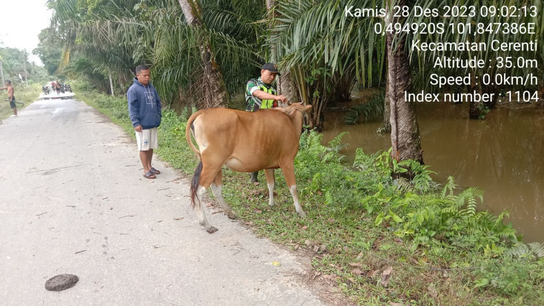 Antisipasi PMK Serka Efison Babinsa Koramil 06/Cerenti Kodim 0302/Inhu Cek Sapi Warga di Wilayah Teritorialnya