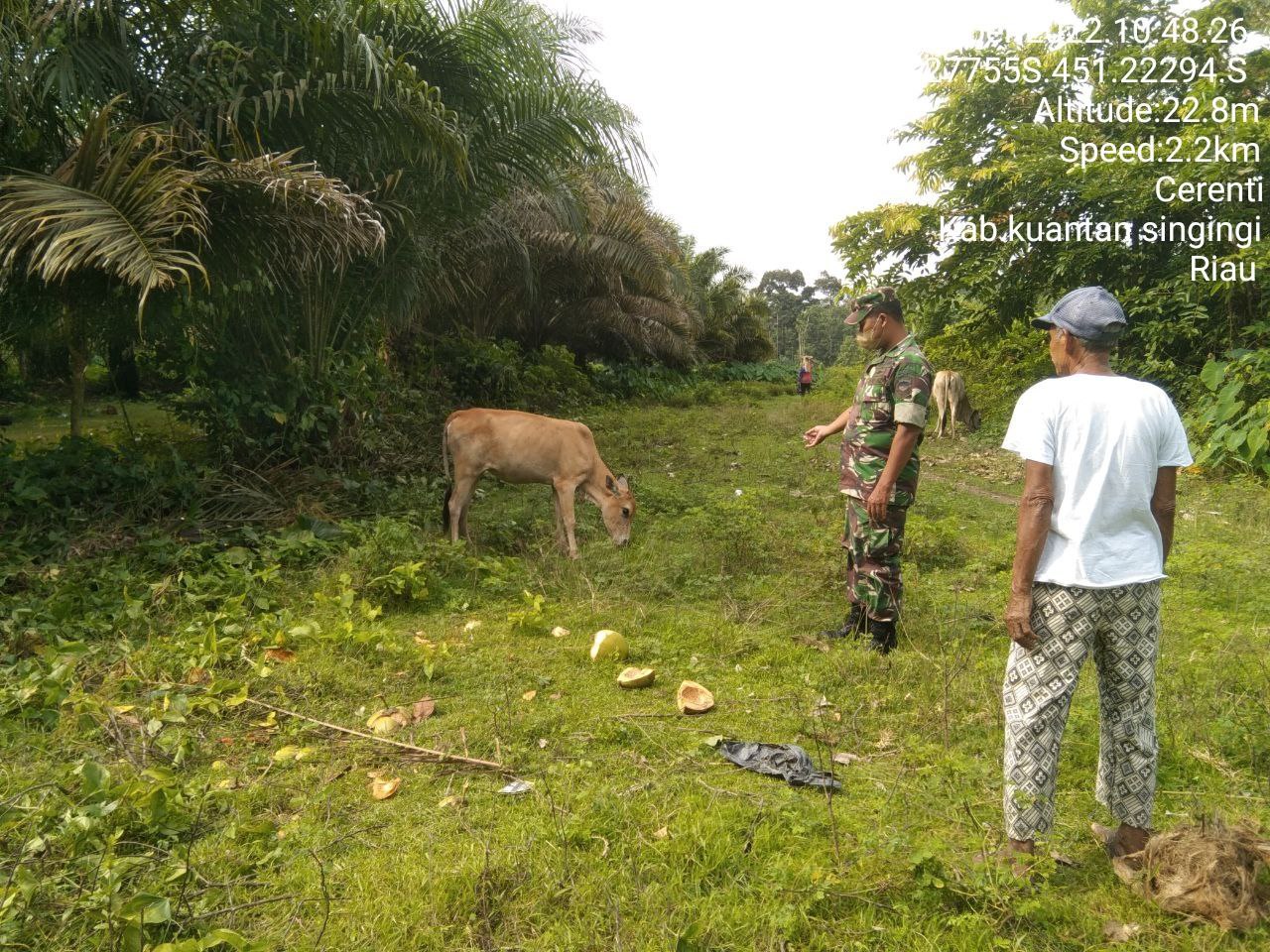Babinsa Koramil 06/Cerenti Kodim 0302/Inhu,Serda Dumen Siregar Mengantisipasi Penularan Penyakit Mulut Dan Kaki (PMK) Sapi Di Desa Binaan Tanjung Medan
