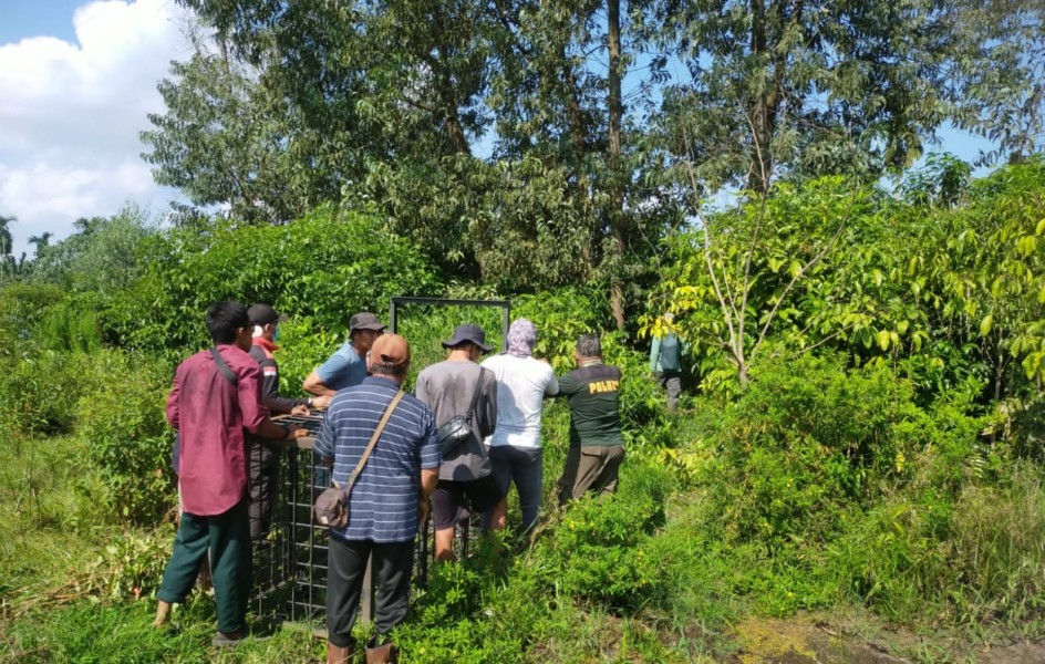 Usai Ternak Dimangsa, Perangkap Harimau Dipasang di Permukiman Pelalawan