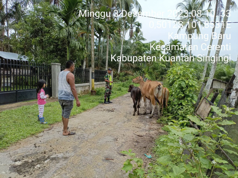 Serda Jama Anur Koramil 06/Cerenti Kodim 0302/Inhu Antisipasi Penularan PMK di Kecamatan Cerenti, Kabupaten Kuantan Singingi
