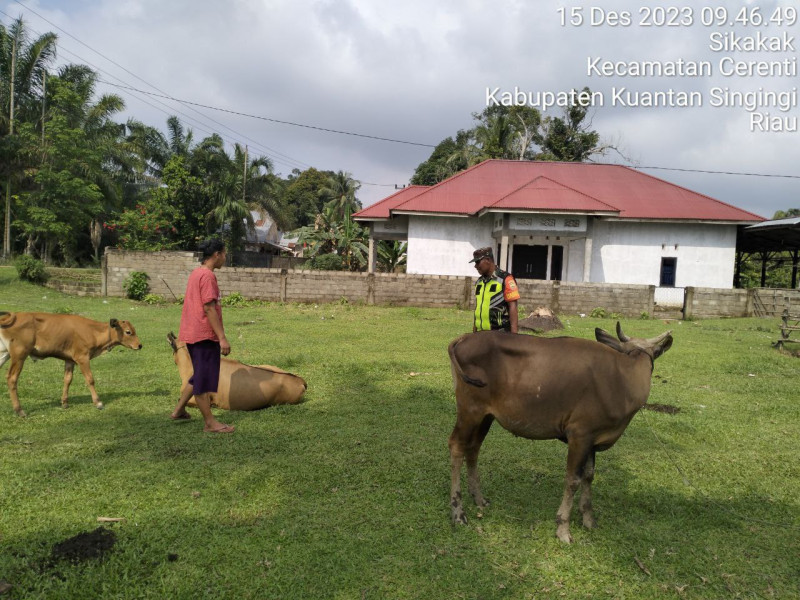 Sertu Firman Babinsa Koramil 06/Cerenti Kodim 0302/Inhu, Cek Perkembangan Hewan Ternak Sapi Warga Terkait Dengan Wabah PMK