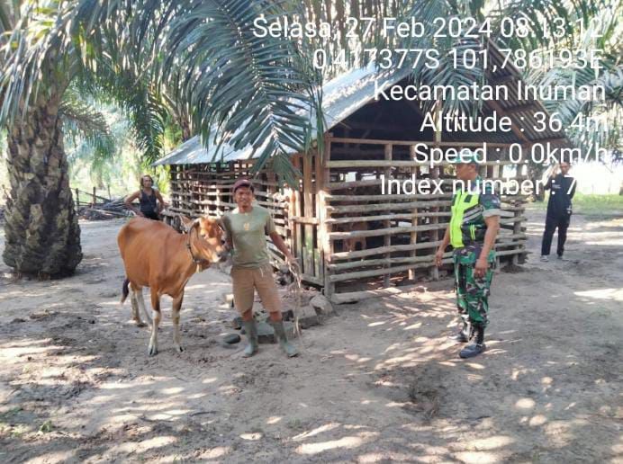 Babinsa Koramil 06/Cerenti Kodim 0302/Inhu Cek Ternak Sapi di Desa Sigaruntang 