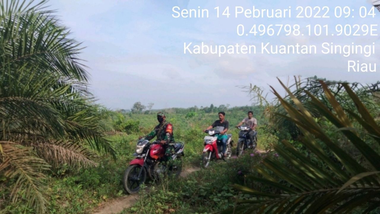 Antisipasi Karhutla Babinsa Koramil 06/Cerenti Kodim 0302/Inhu Laksanakan Patroli Untuk Cegah Kebakaran Hutan Dan Lahan di Wilayah Teritorialnya