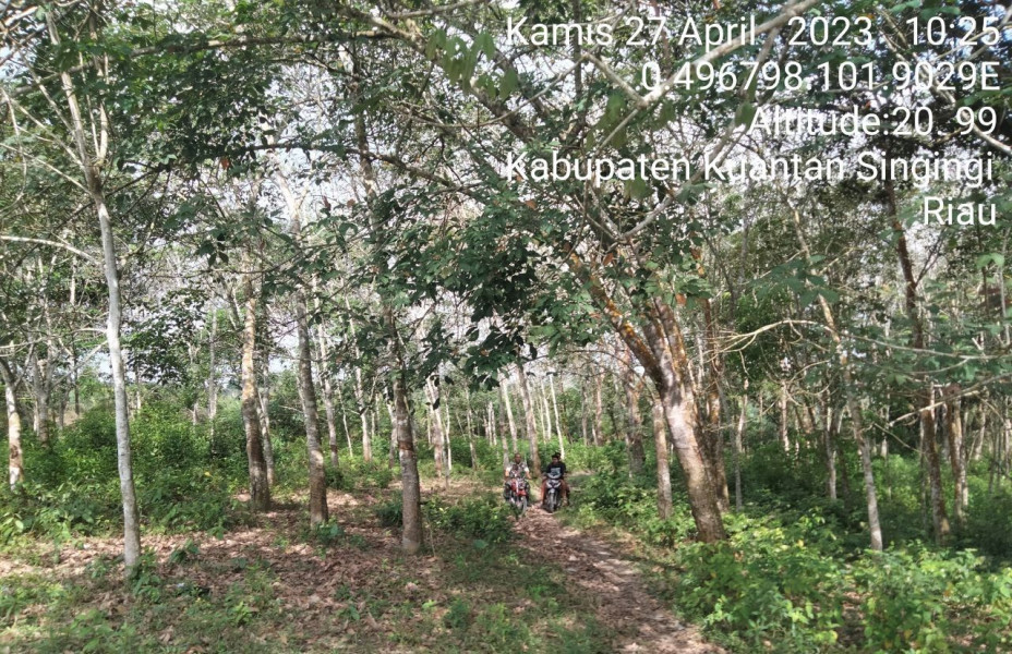 Serda Juanda Babinsa Koramil 06/Cerenti Kodim 0302/Inhu Laksanakan Patroli Untuk Cegah Kebakaran Hutan Dan Lahan di Desa Ketaping Jaya Kecamatan Inuman Kabupaten Kuansing